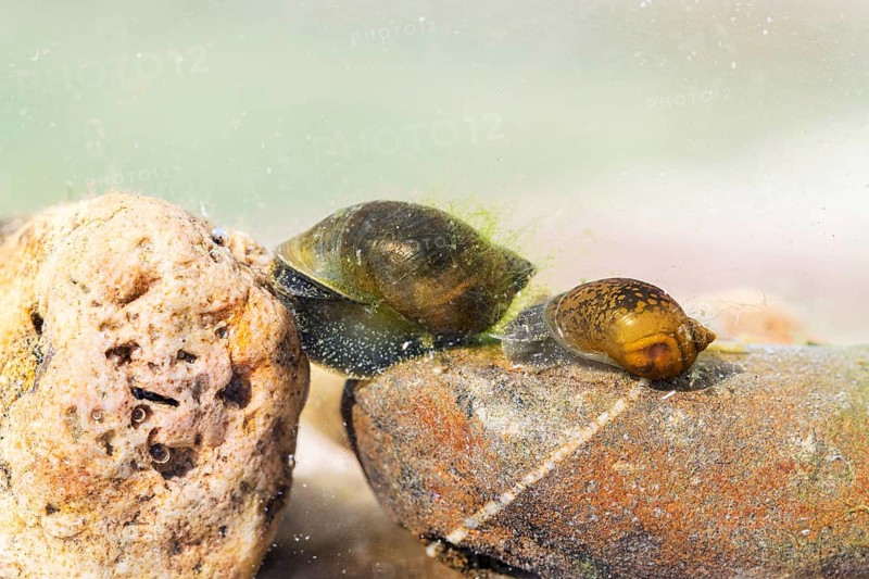 Two bladder snails