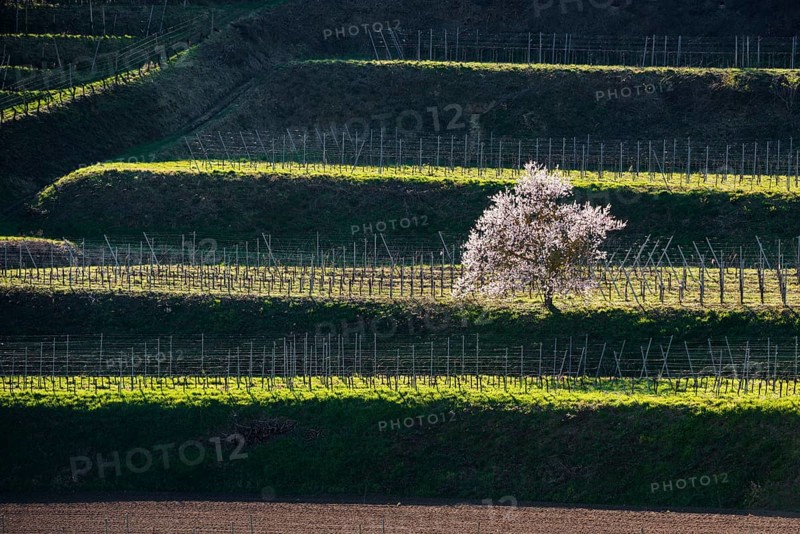 Vineyards and blossoming almond tree in spring