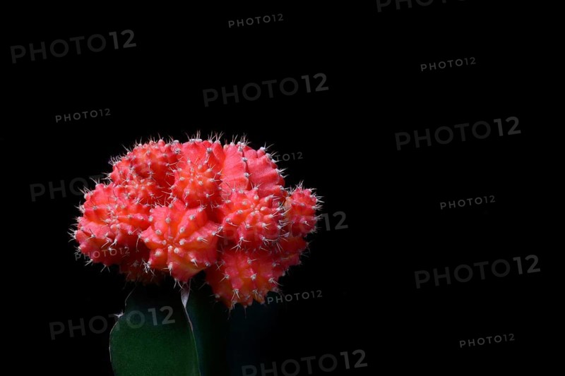 Grafted cactus