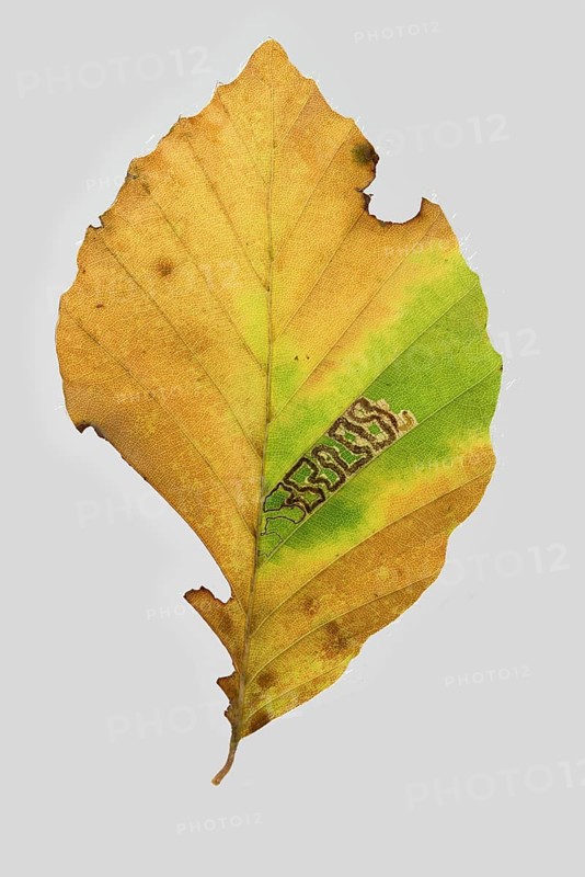Common beech