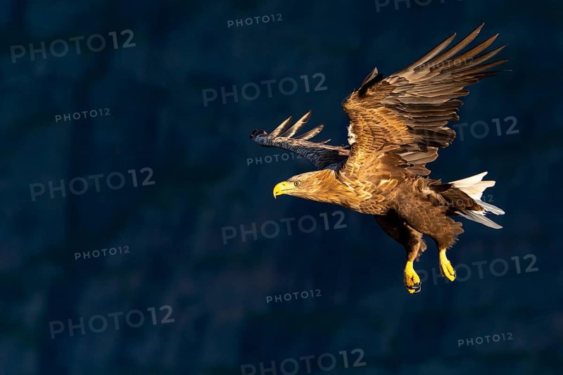 White-tailed eagle