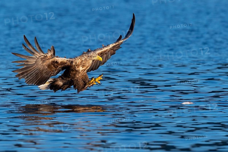 White-tailed eagle