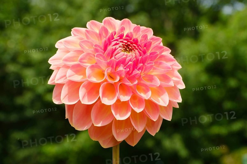 Flowering dahlia