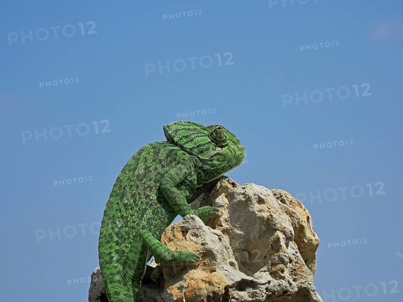 Mediterranean chameleon