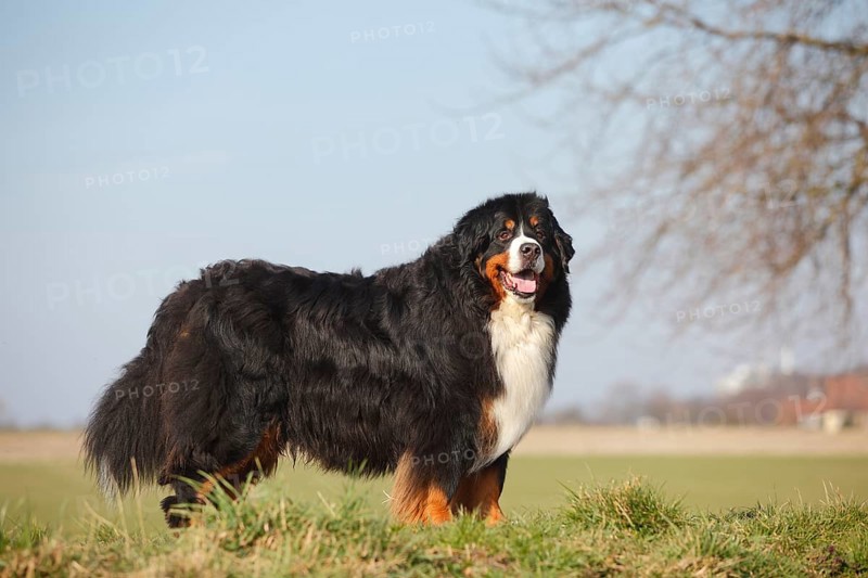 Bernese Mountain Dog