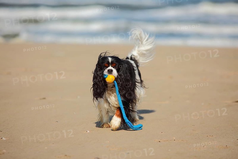 Cavalier King Charles Spaniel