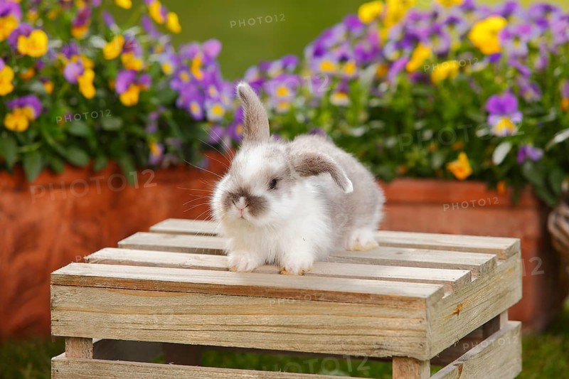 Dwarf ram rabbit