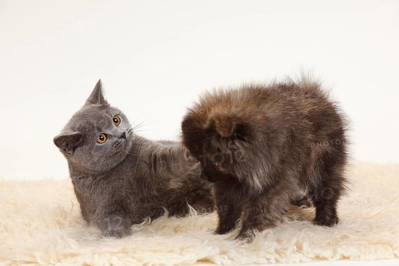 British Shorthair and Small Spitz