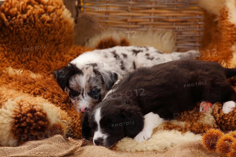 Miniature Australian Shepherd
