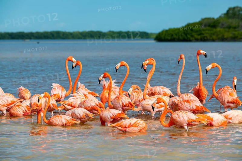 American flamingo