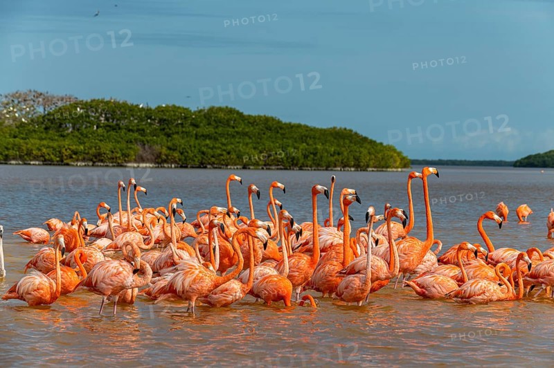 American flamingo