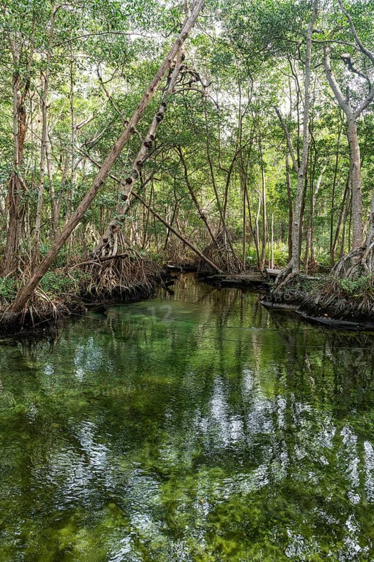 Mangoves in the Rio Celestun Unesco Biosphere Reserve