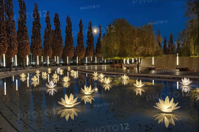 Iluminated water lilies