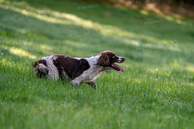 Hunting dog