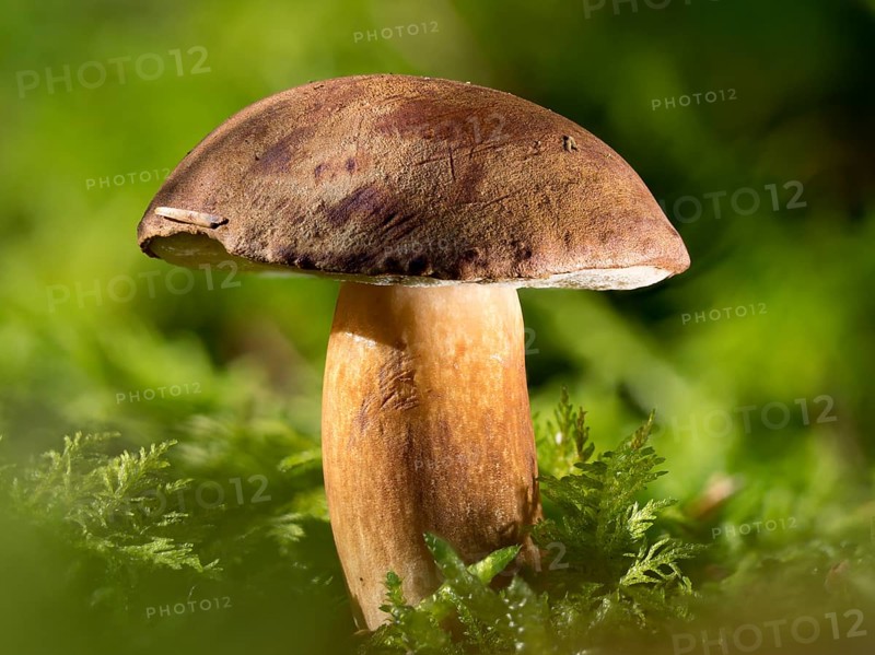 Chestnut boletus