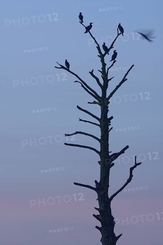 Cormorants