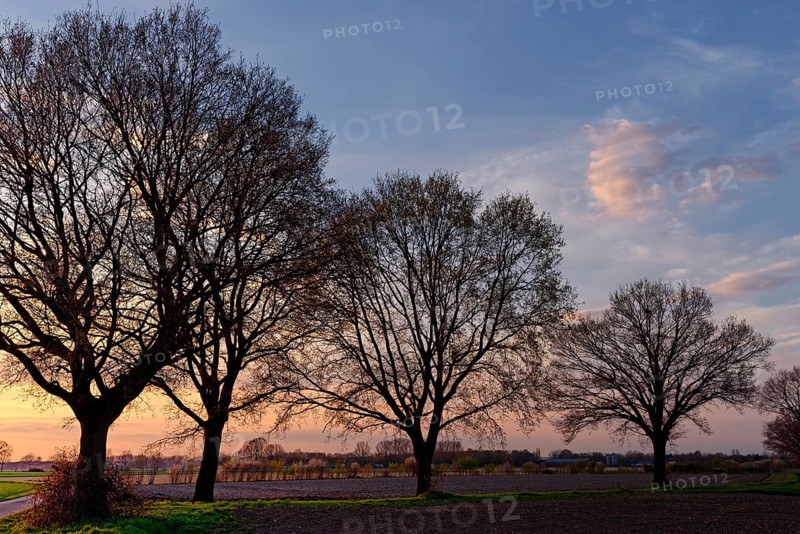 Common oaks