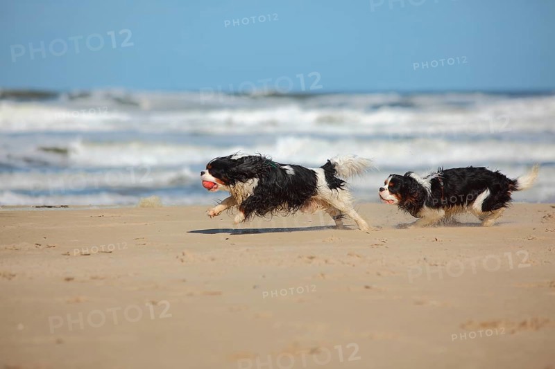 Cavalier King Charles Spaniel