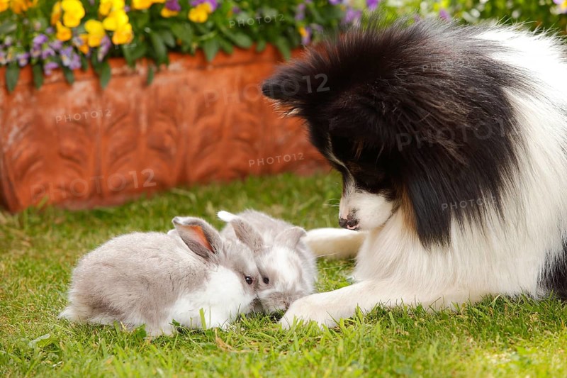 Mixed breed dog and dwarf ram rabbit
