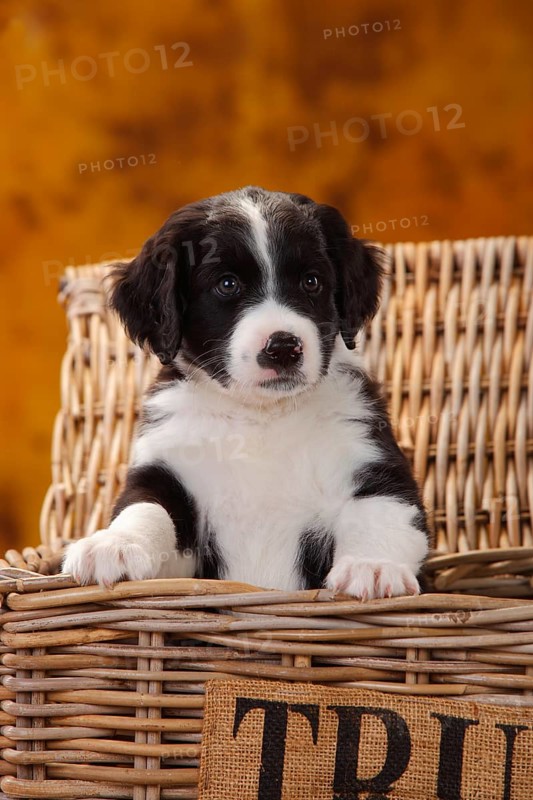 Miniature Australian Shepherd