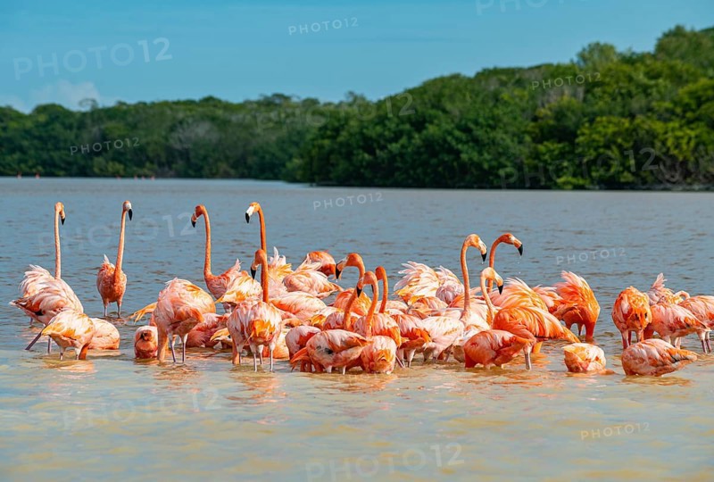 American flamingo