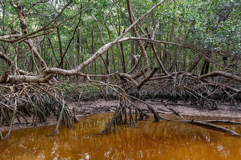 Mangoves in the Rio Celestun Unesco Biosphere Reserve