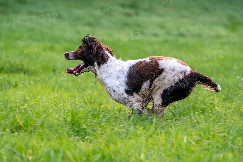 Hunting dog