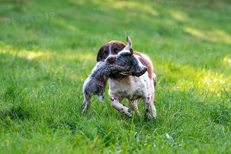 Hunting dog