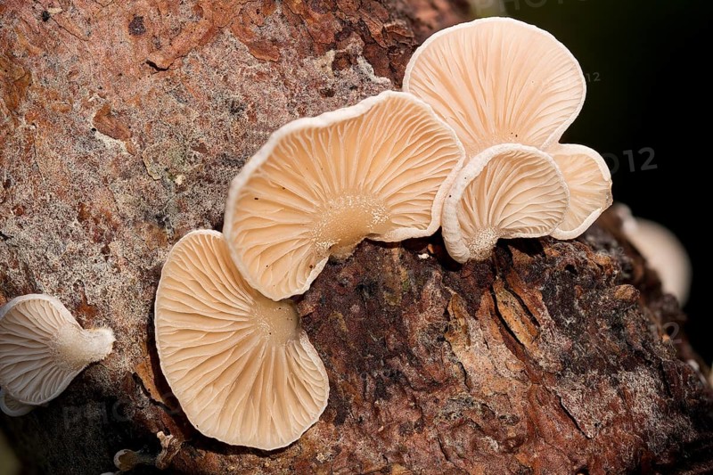 Common stump-foot