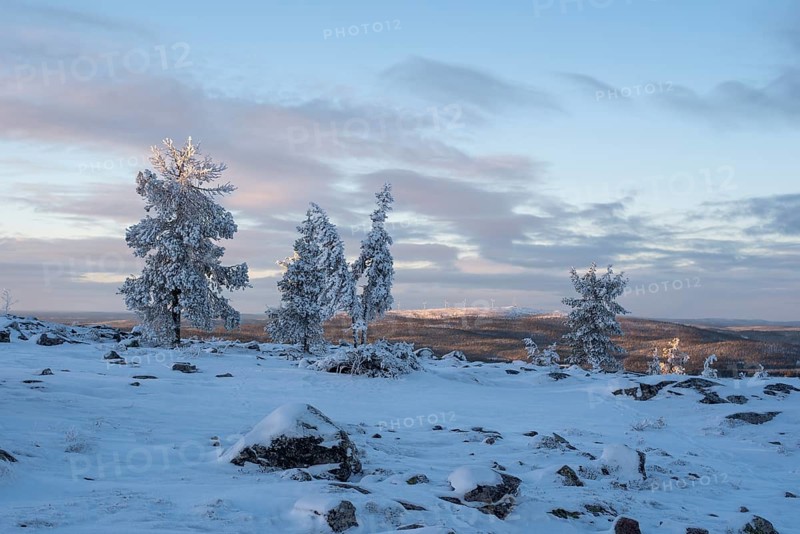 Tree line on Saerkitunturi