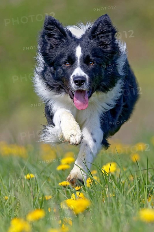 Border Collie running on a dandelion meadow