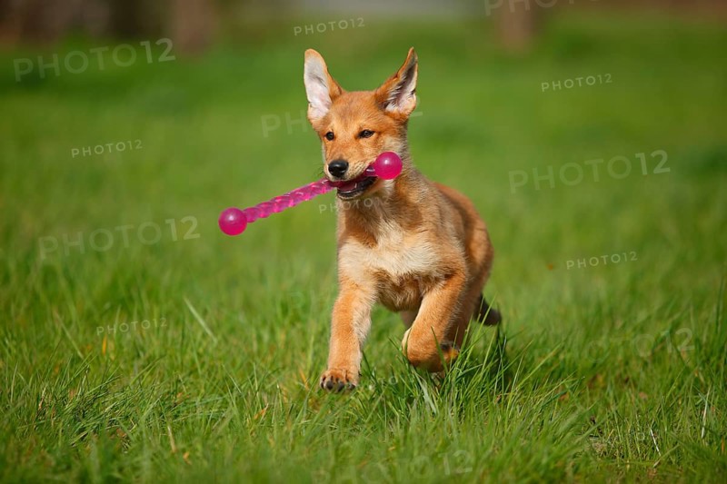 Harzer fox