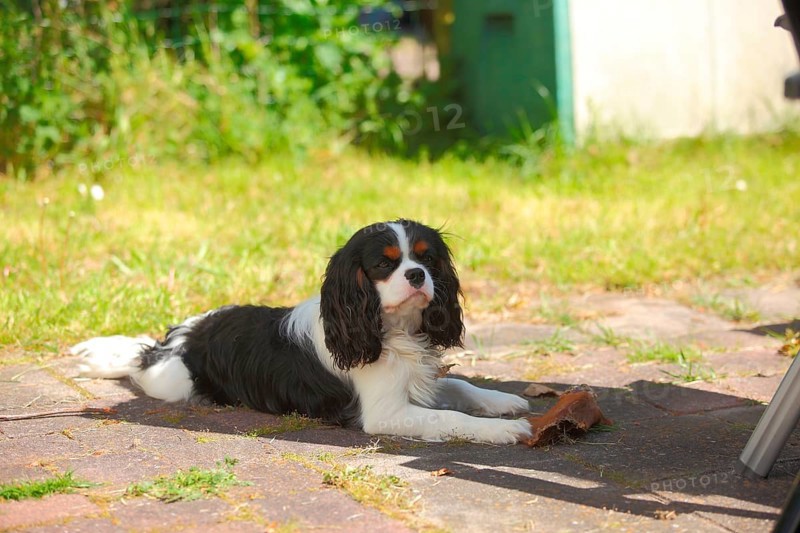 Cavalier King Charles Spaniel