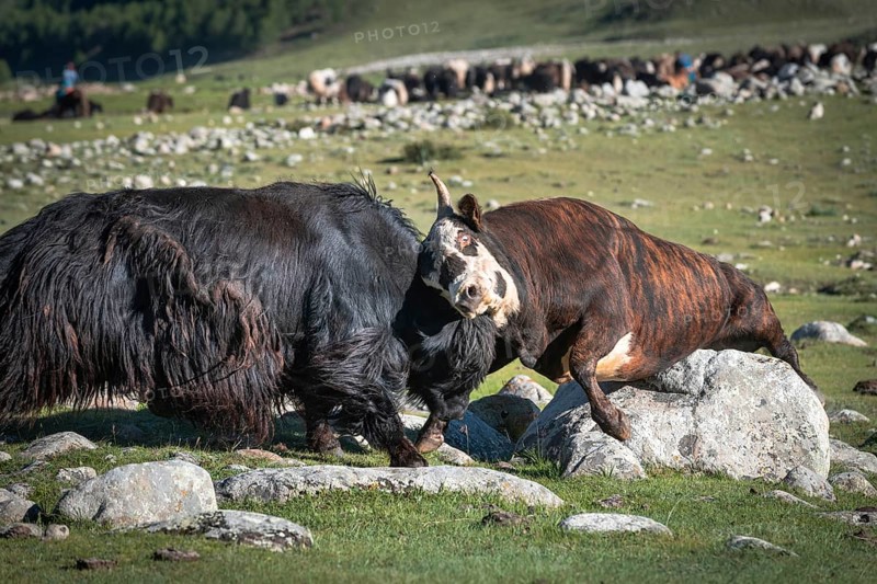 Fight against yak