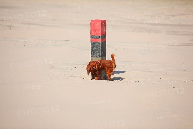 Cavalier King Charles Spaniel