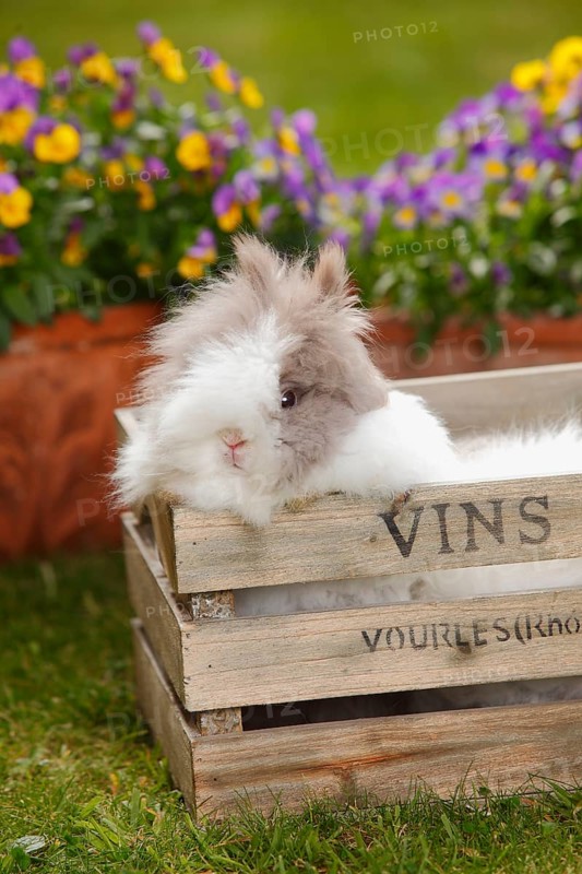 Teddy dwarf rabbit