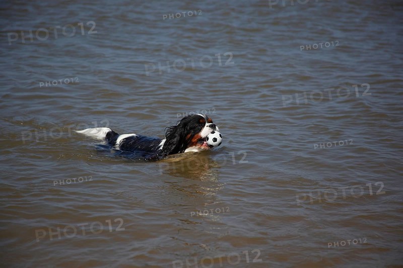 Cavalier King Charles Spaniel
