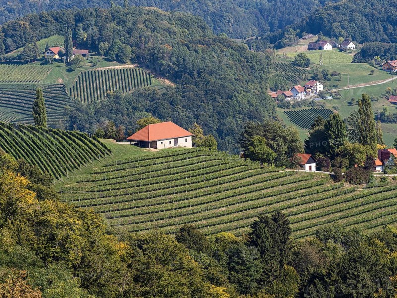 Hilly landscape with vineyards near Kitzeck im Sausal