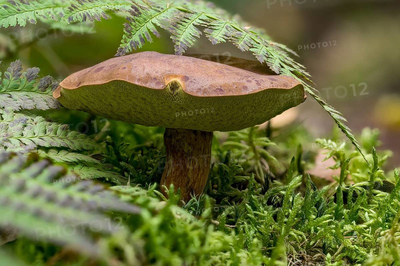 Chestnut boletus