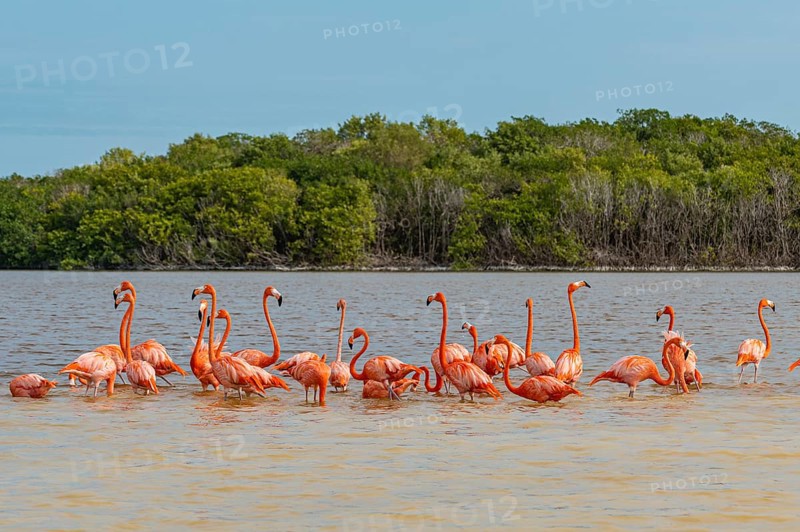 American flamingo