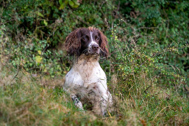 Hunting dog