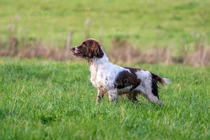 Hunting dog