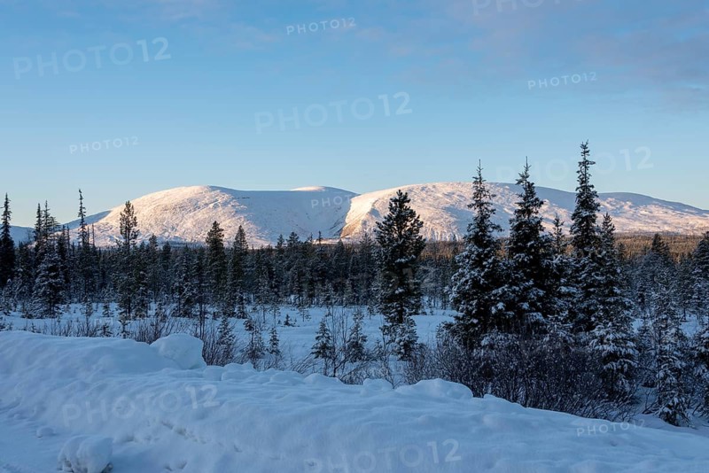 Snowy forest