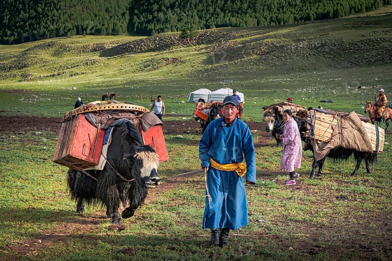 The nomadic family moves with yaks in the summer. Bayanhongor Province