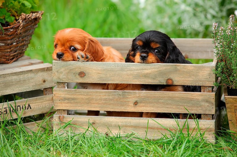 Cavalier King Charles Spaniel