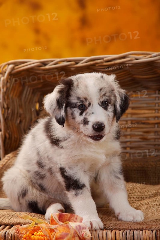 Miniature Australian Shepherd