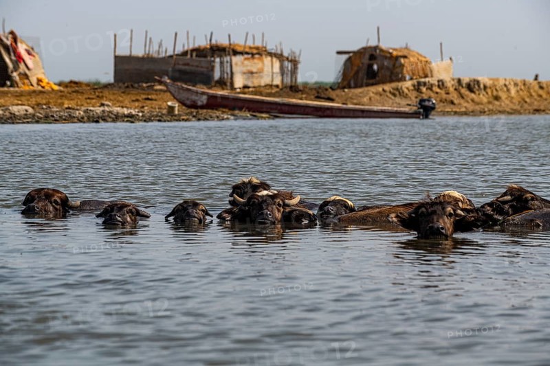 Water buffalos