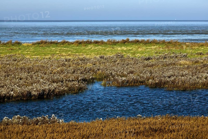 Salt marshes and North Sea