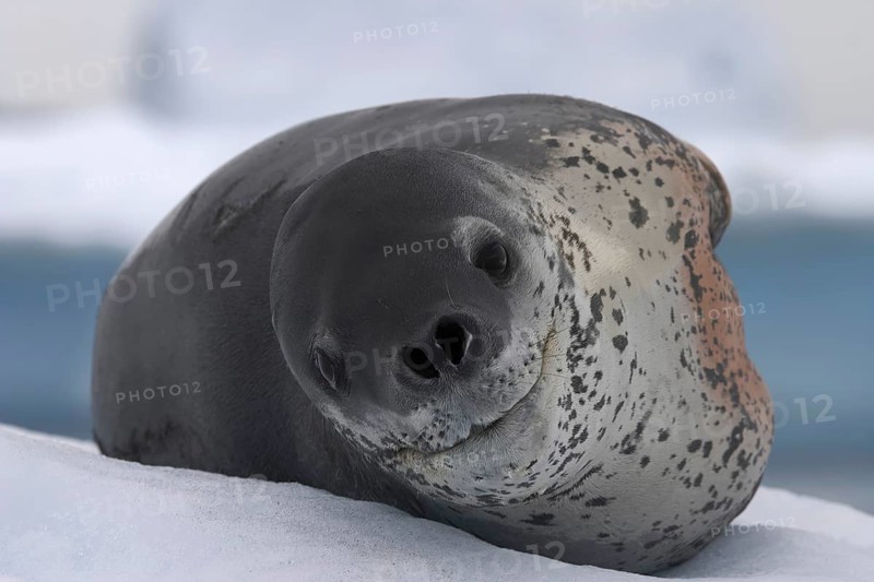 Leopard seal