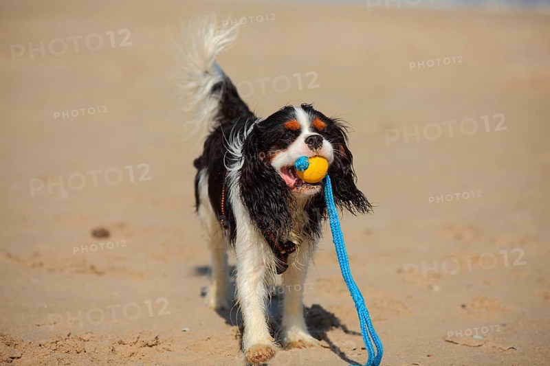 Cavalier King Charles Spaniel